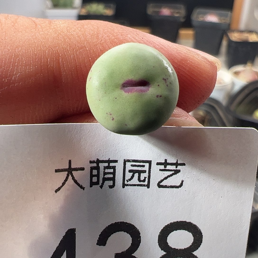 一物一拍M4×D6.     438