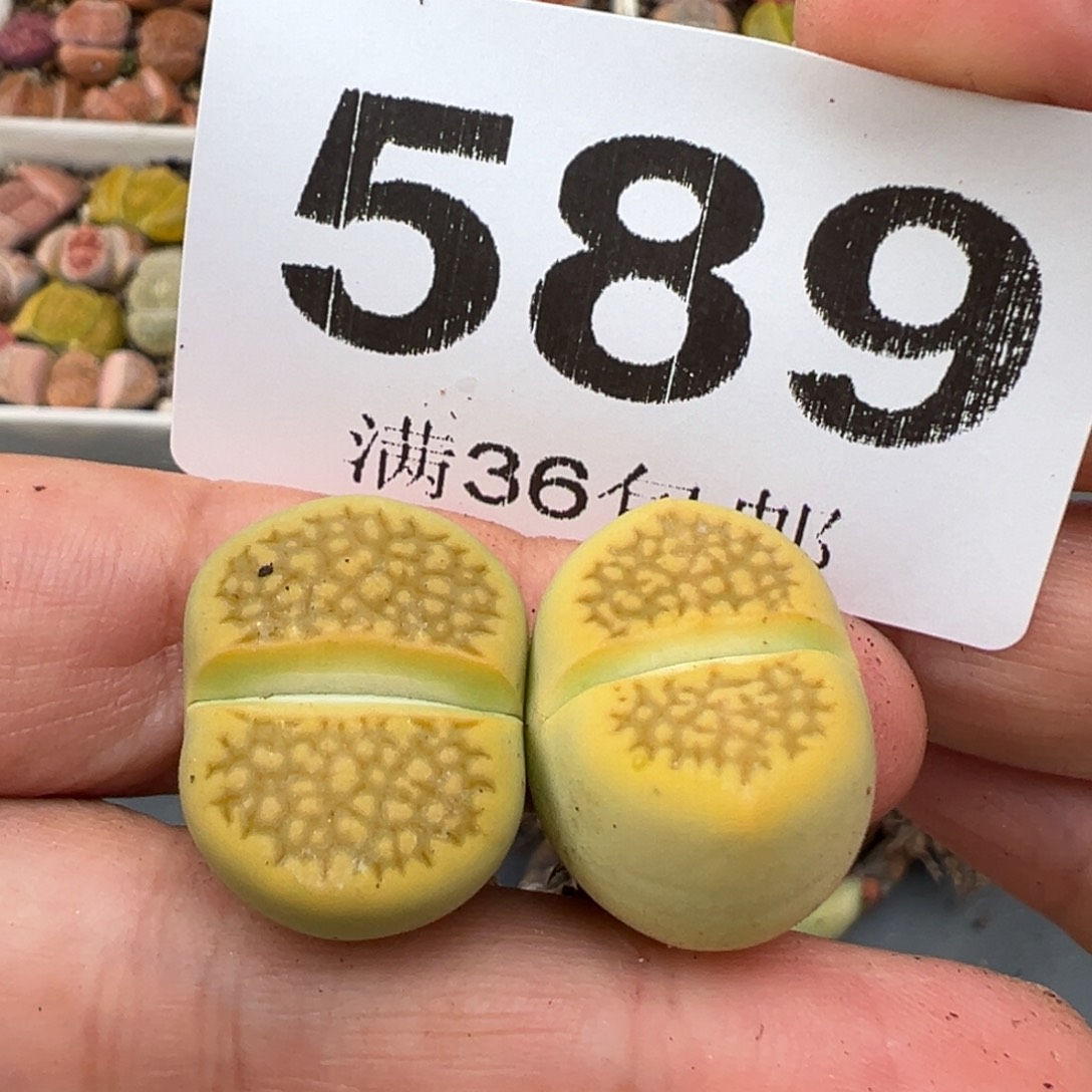 2.15好看的多肉589