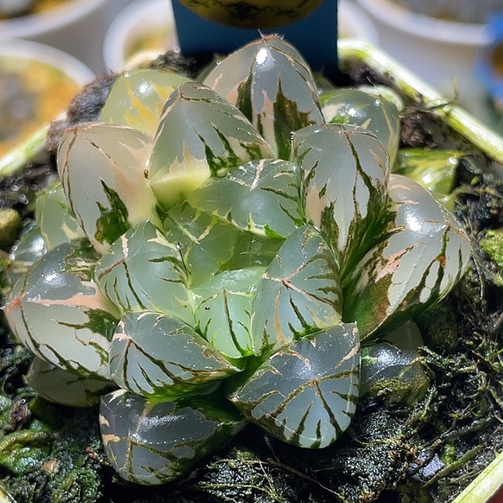 777水晶灯锦特选福利亚成猪