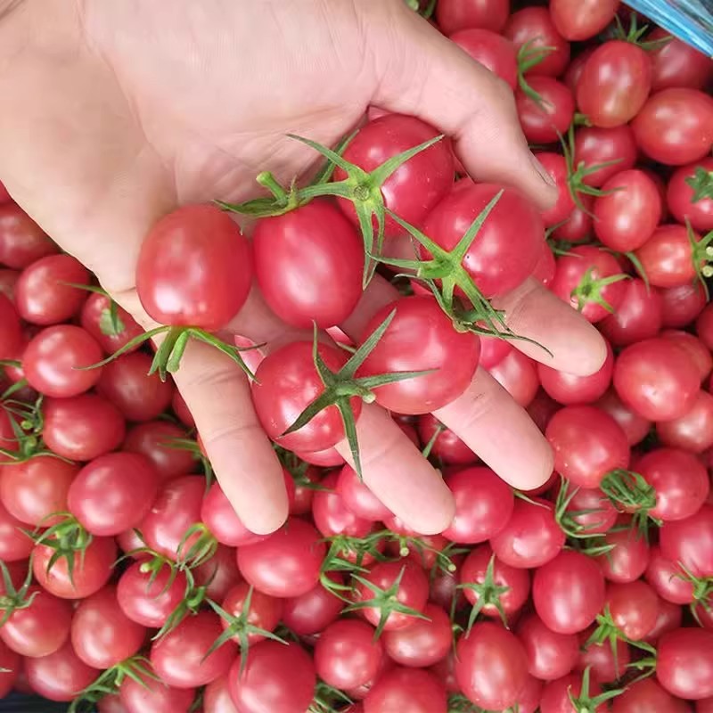 （新疆包邮）圣女果新鲜超甜千禧小番茄当季应季孕妇水果生吃小柿子