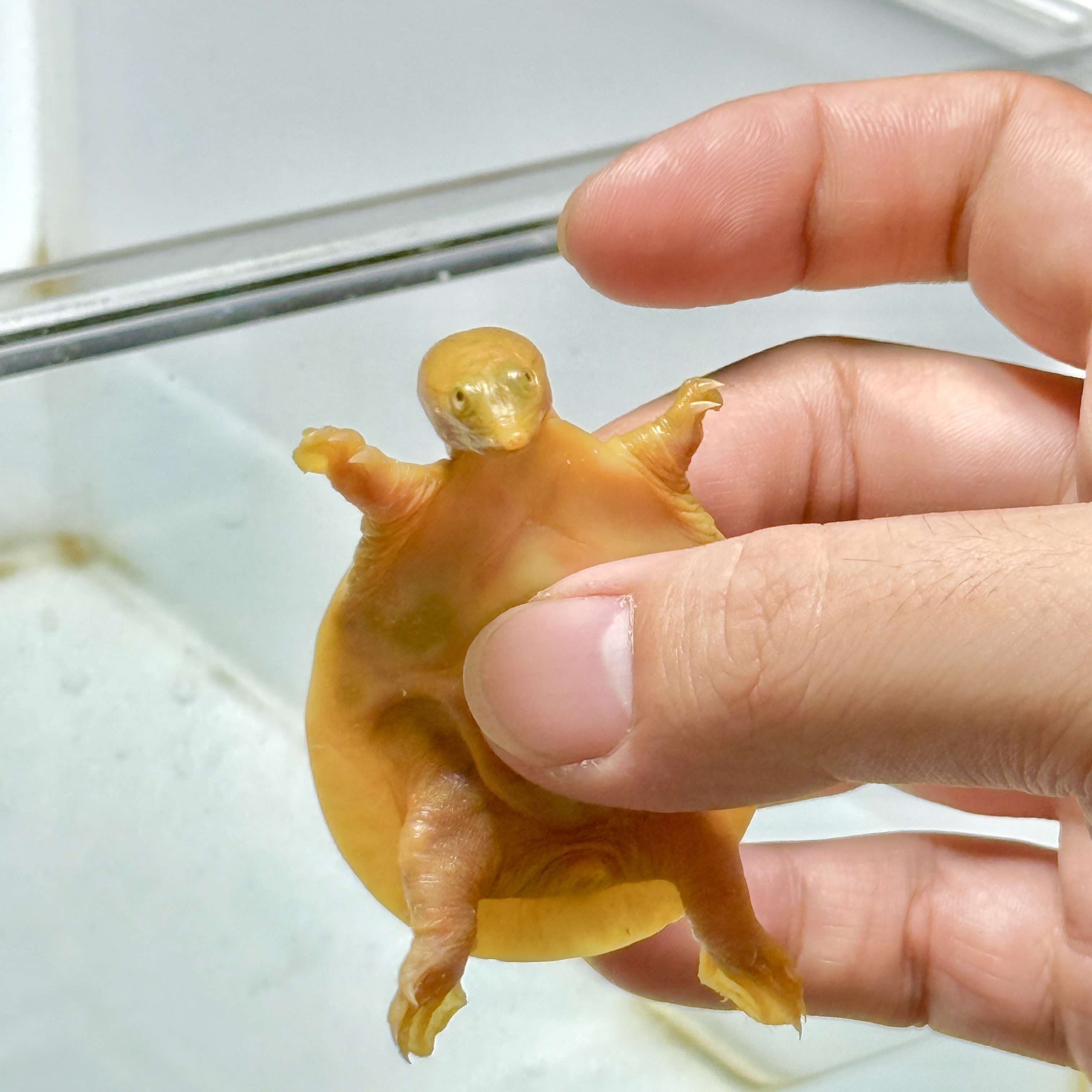 鳖变异黄化宠物网红深水甲鱼鳌中华甲鱼