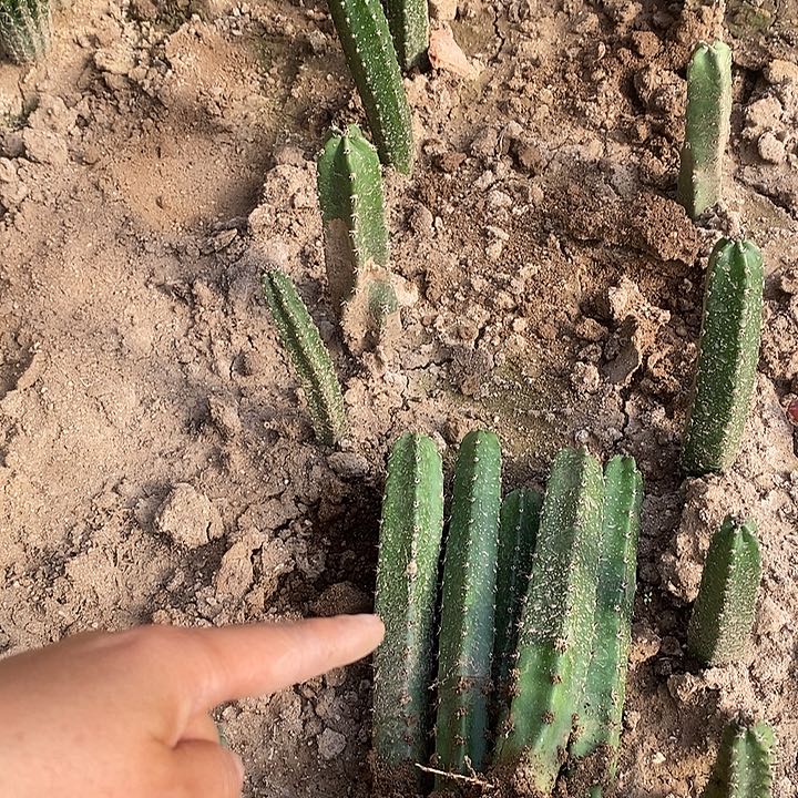 袖铺主有根20厘米内5颗