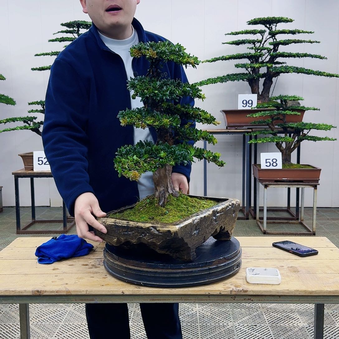 盆景罗汉松造型盆景