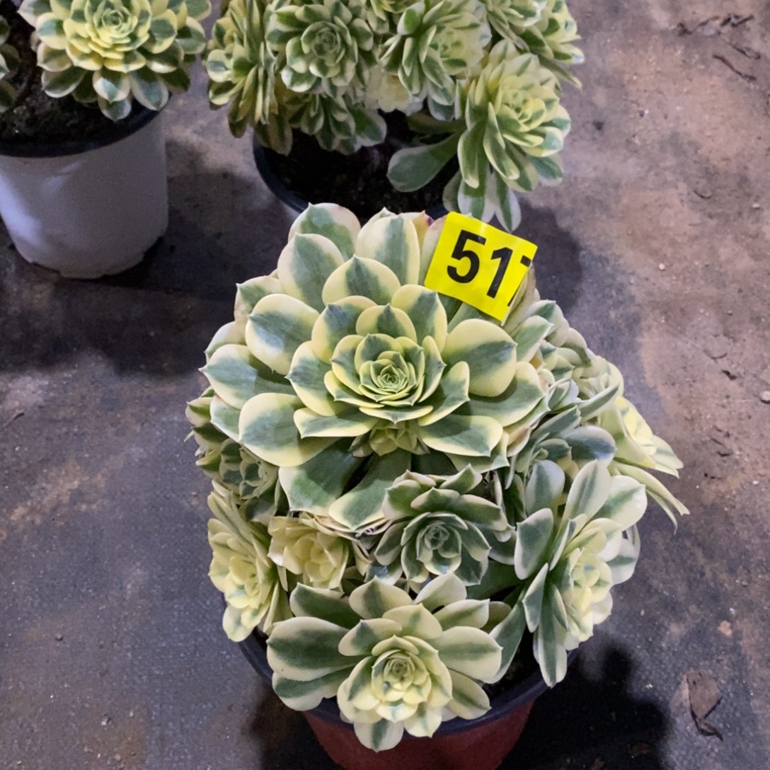 绿豆沙多肉法师517