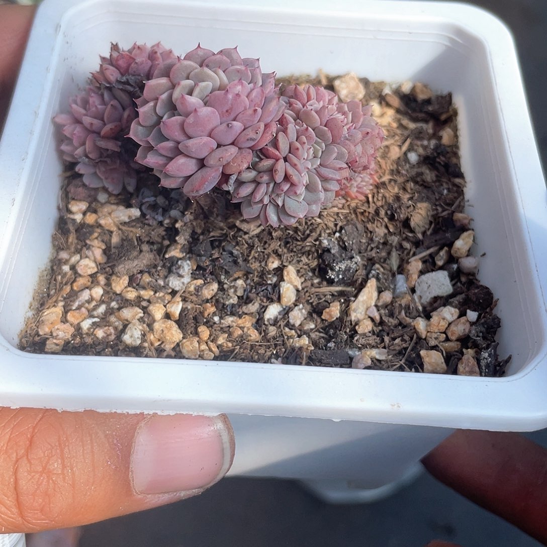 最***柔纸风车缀化带盆发货多肉