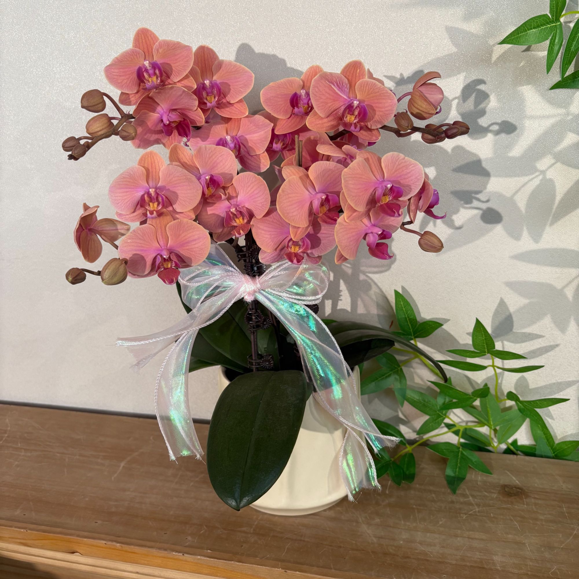 蝴蝶兰《笑口常开》可爱暖色调橙色 苗情优质叶片碧绿 基地直发