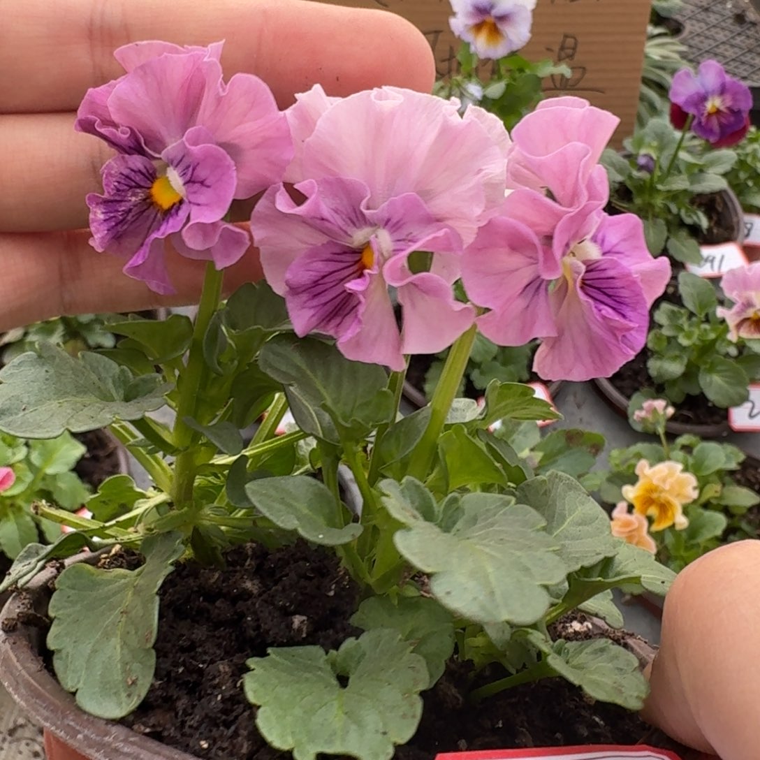 大部分花苞少量开放212