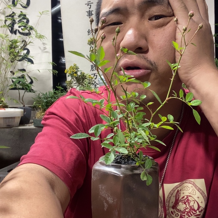 以实际为准紫砂六角淡粉月季一盆。