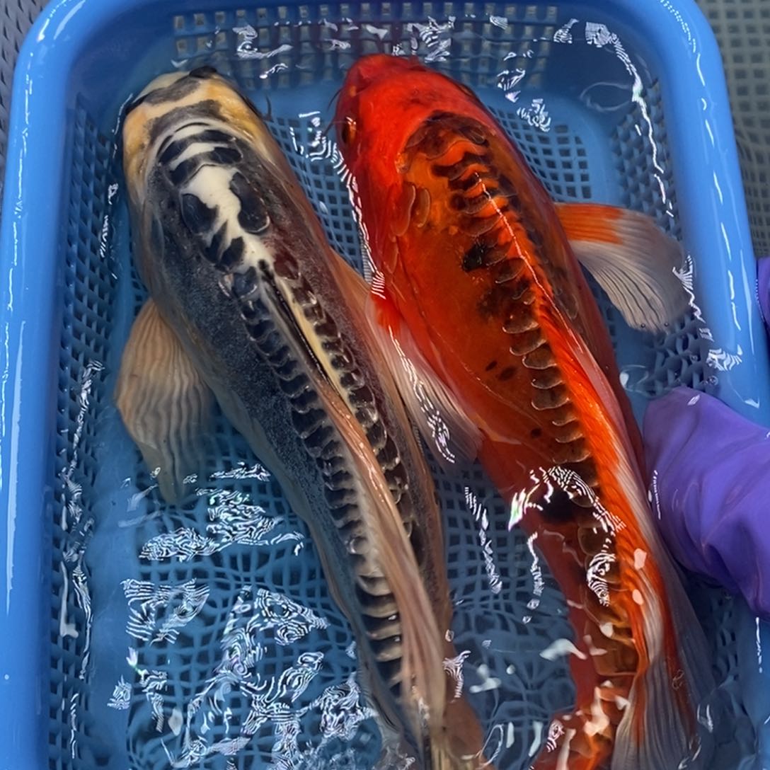 锦鲤冷水锦鲤包邮