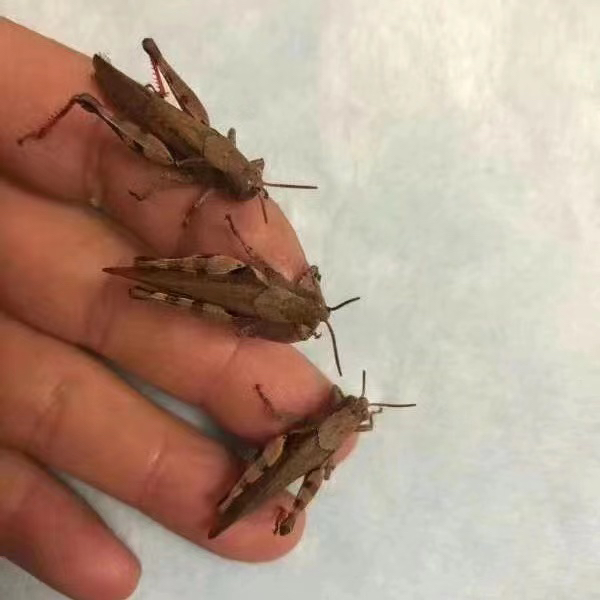 野生花腿 精品野生丁蜢 活体花腿 活体丁蜢