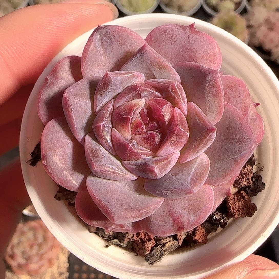 多肉1125-199车厘子冰魄