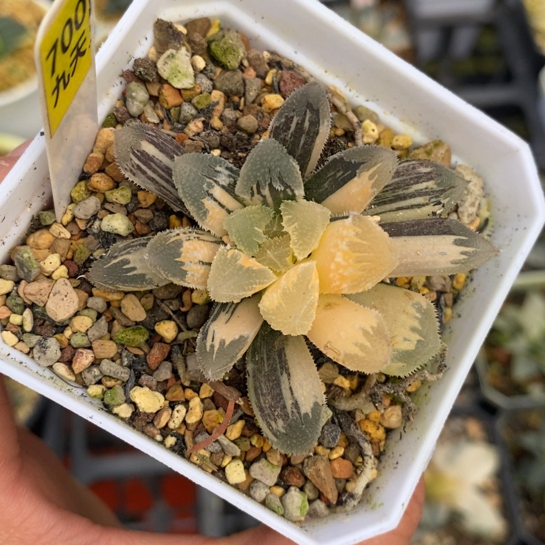 700白帝城十二卷多肉植物