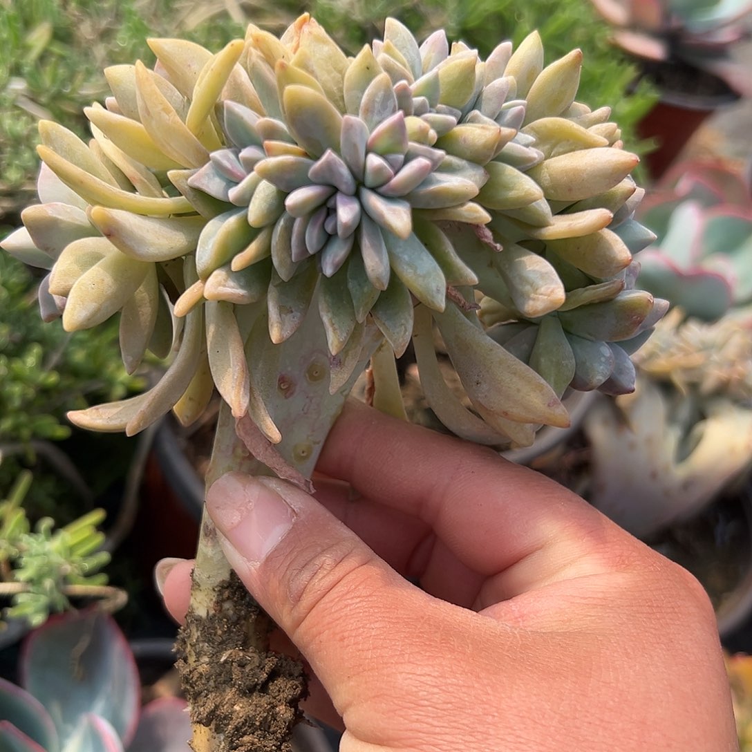 多肉植物多肉植物