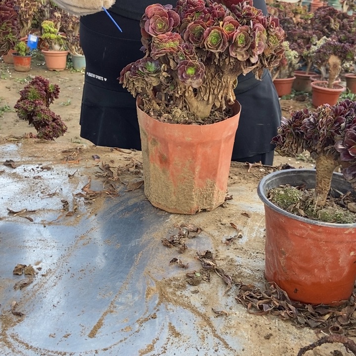 幸***）397欧紫欧紫欧我狗子欧紫