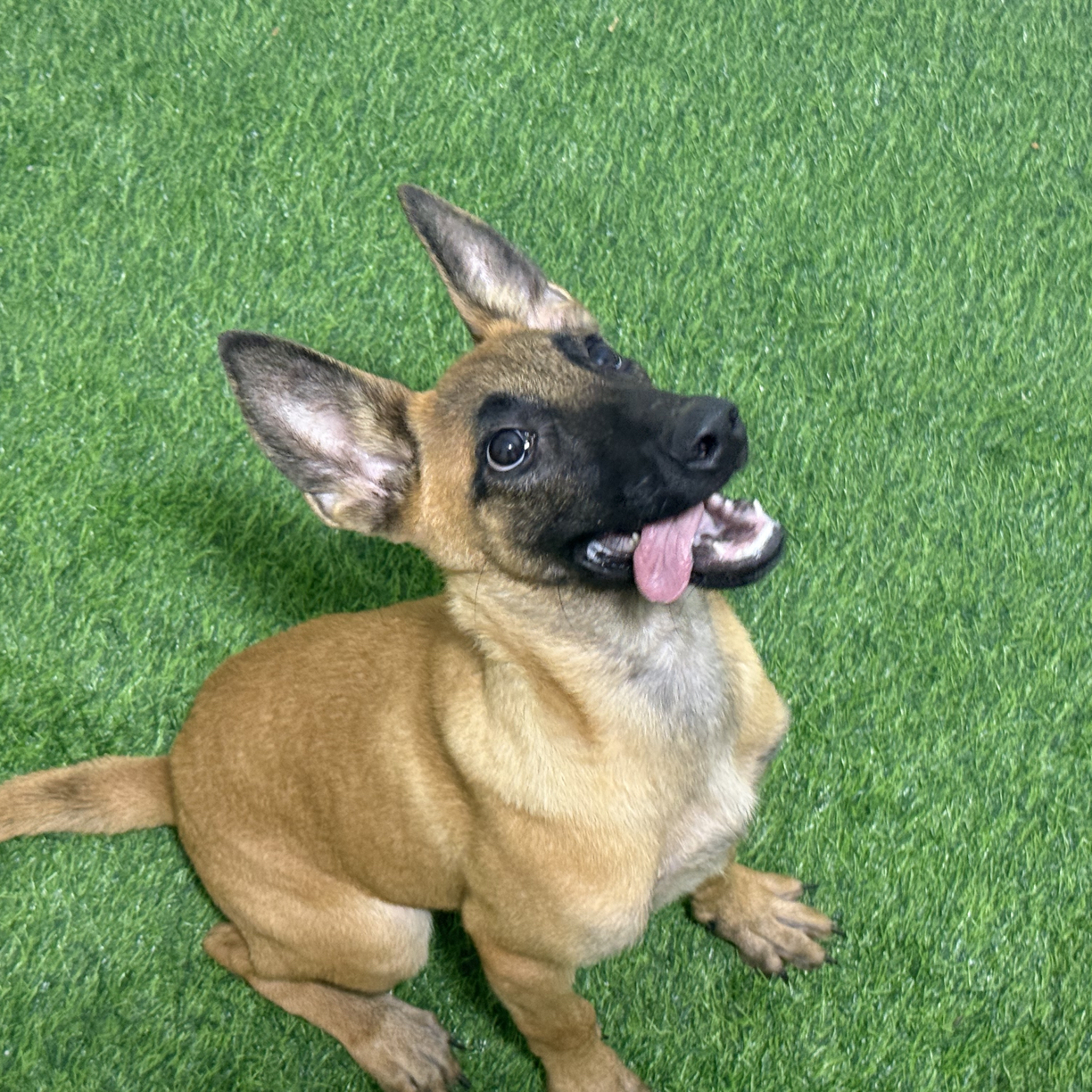 进口双血统活体马犬  高品质母