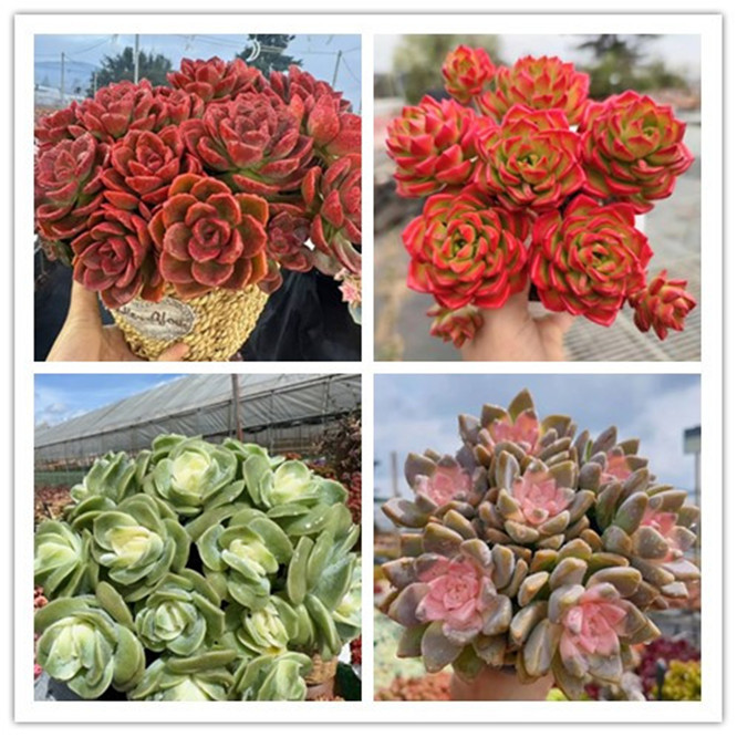 xp红酒玫瑰+草编蓝组合 精品多肉耐旱耐冻种植新手好养