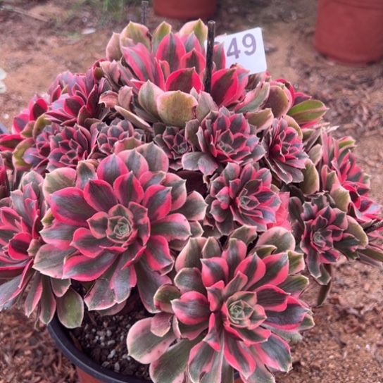 649女妖措施之一花花绿绿地在地上