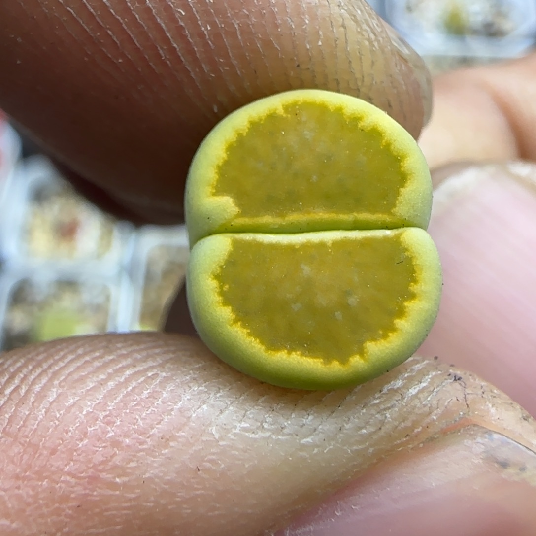 113 生石花大棚直播