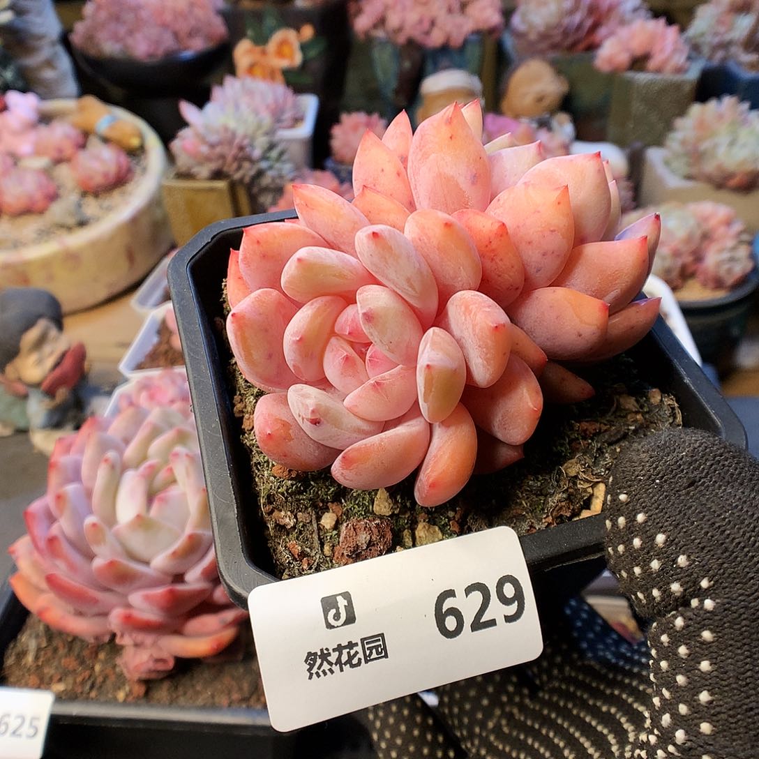 629雪天使多肉植物666