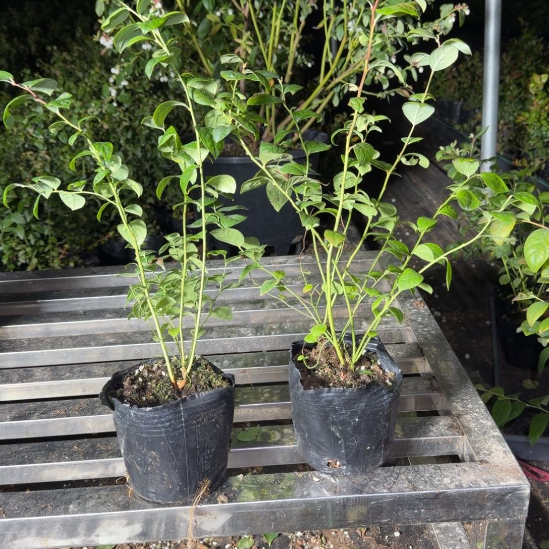 小钵11两颗，无售后