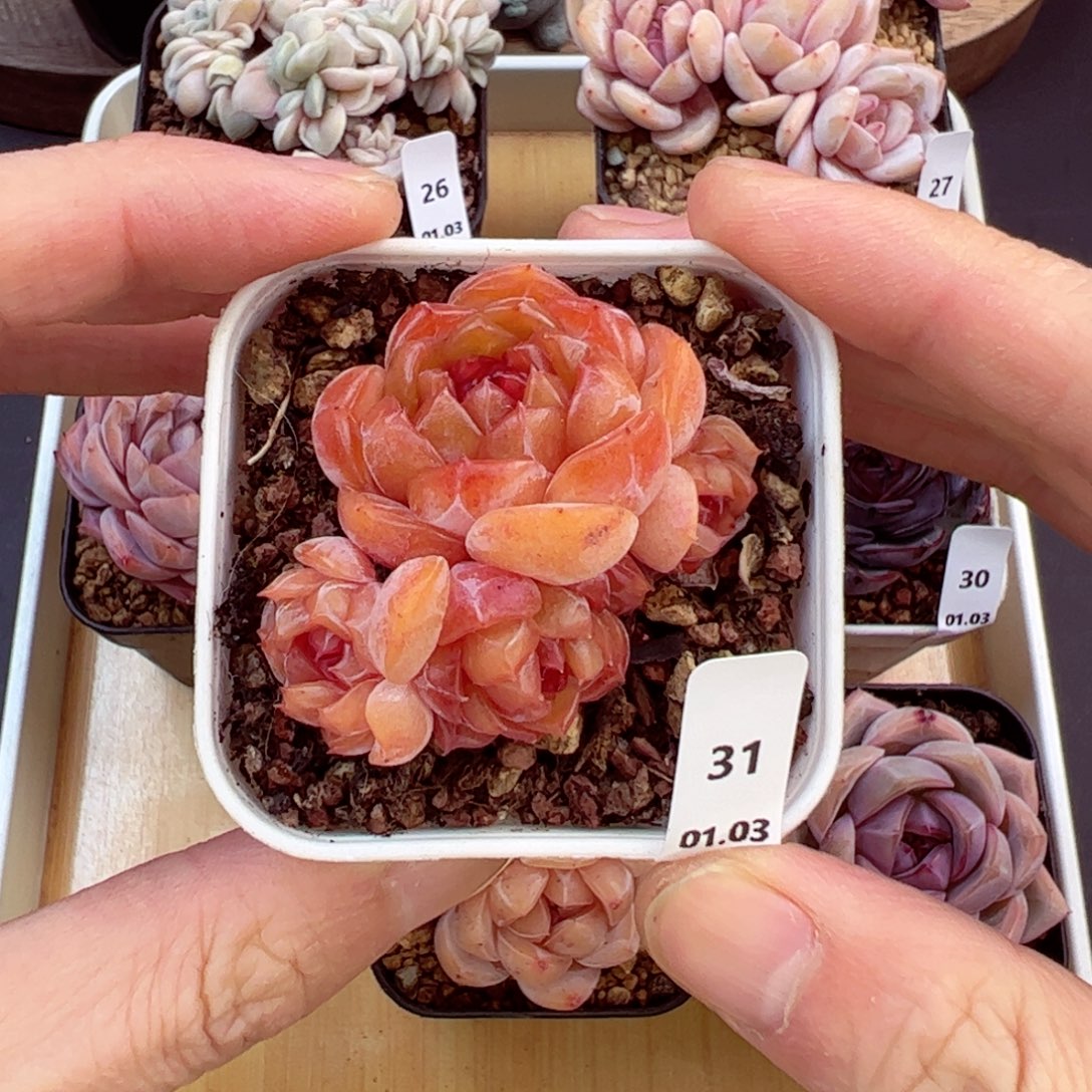 好好看31、哈哈哈哈