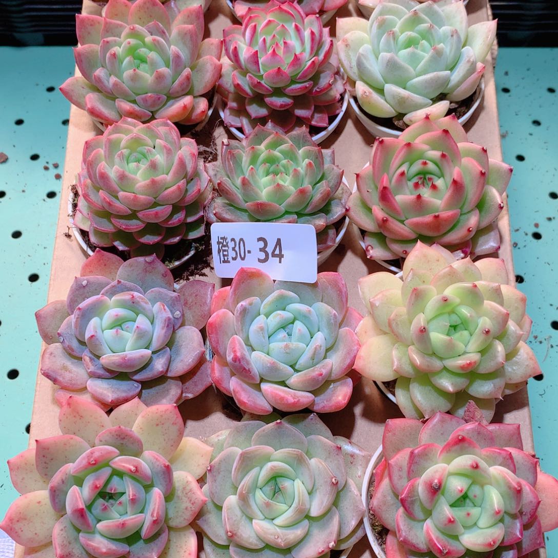 30-34一物一拍多肉带盆18颗