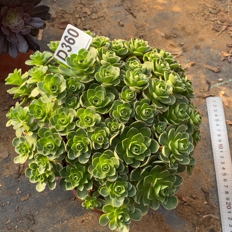 树玫瑰多肉植物法师不包损