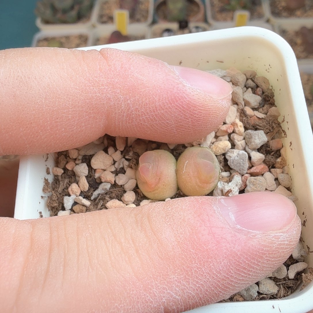 树*dy7 树树2-20 双头日拉