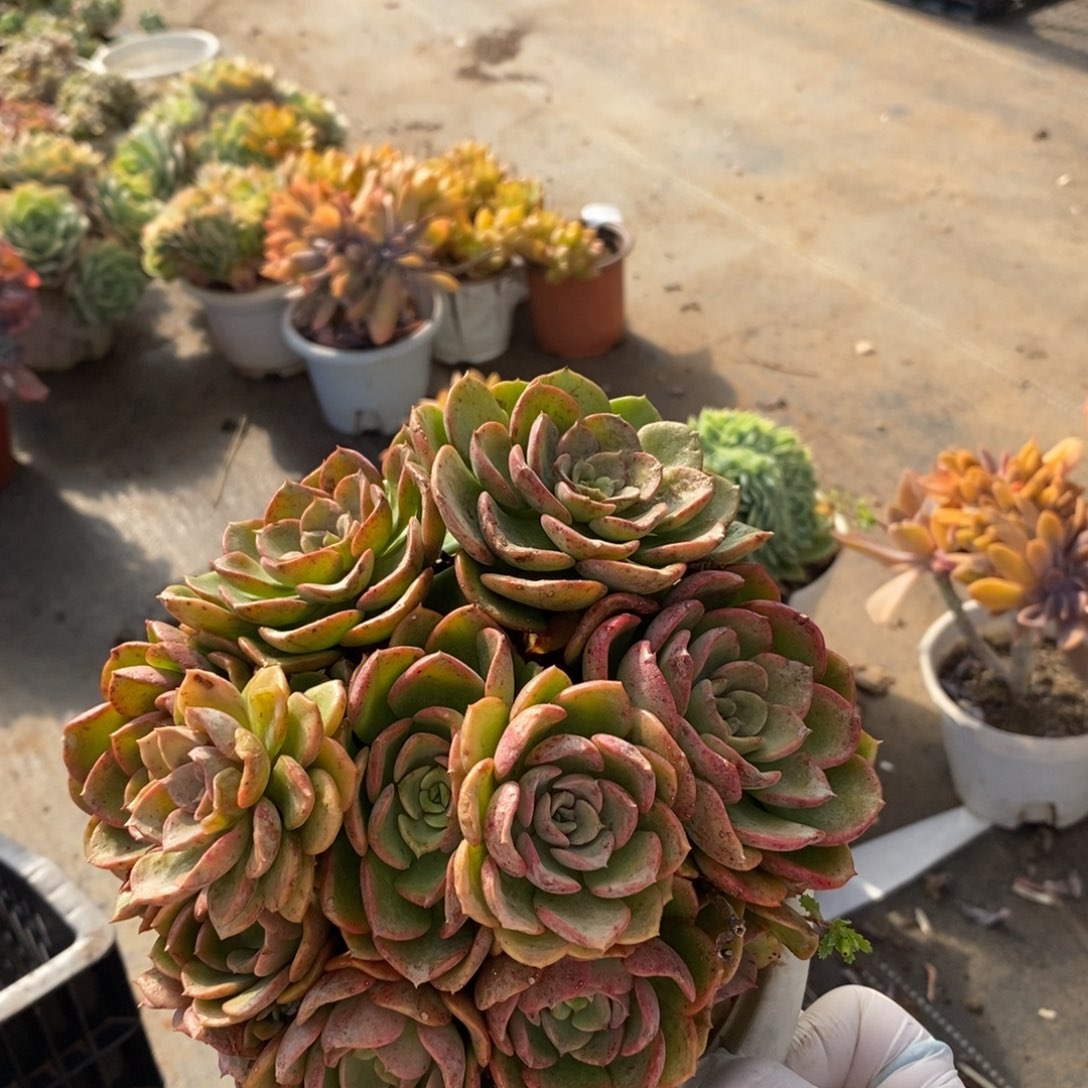 437高贵群生一物一拍