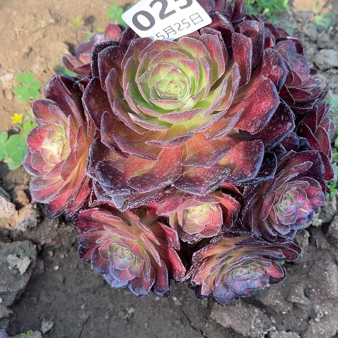 5.25-25海珊瑚多肉植物2