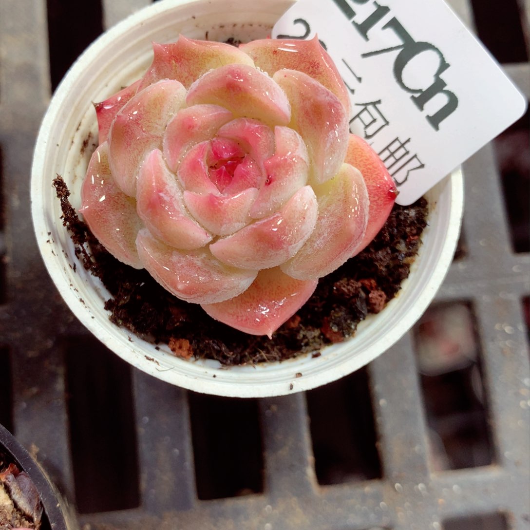 5厘米盆精控多肉217