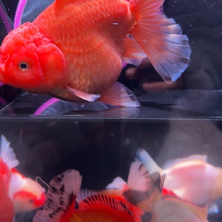 中国大陆鱼宝贝哈哈哈哈就