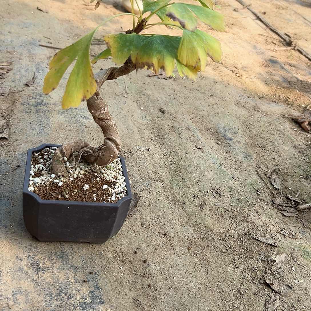 M***7无花朵银杏盆景带盆