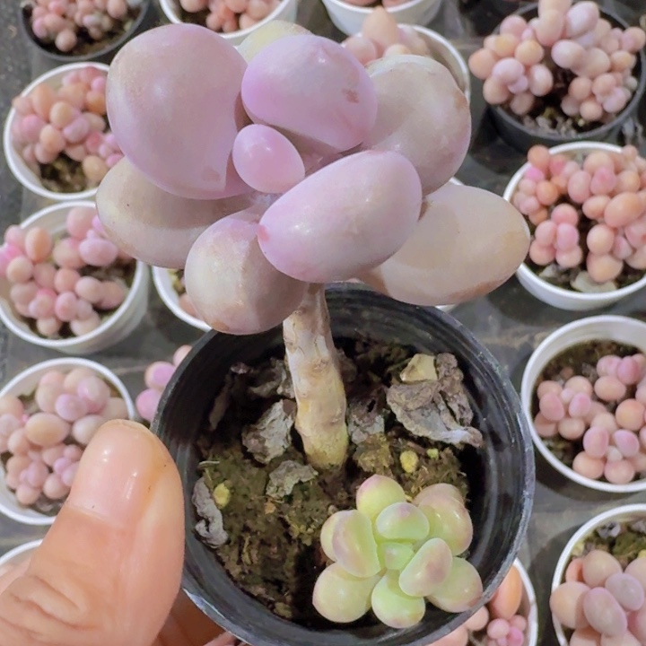 棒棒糖桃蛋两盆带盆土