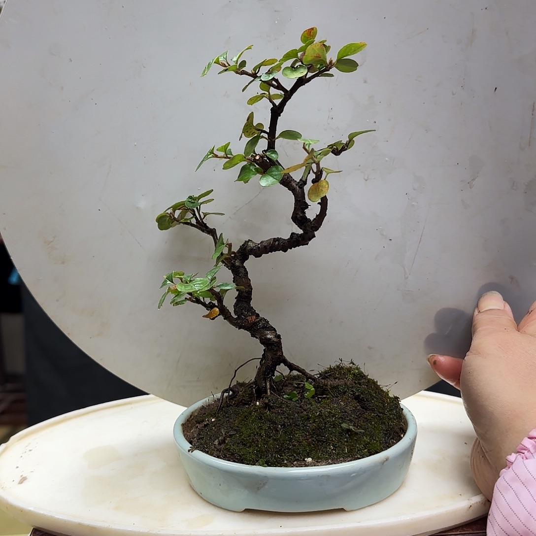 彦***文无花朵红花荀子都包邮