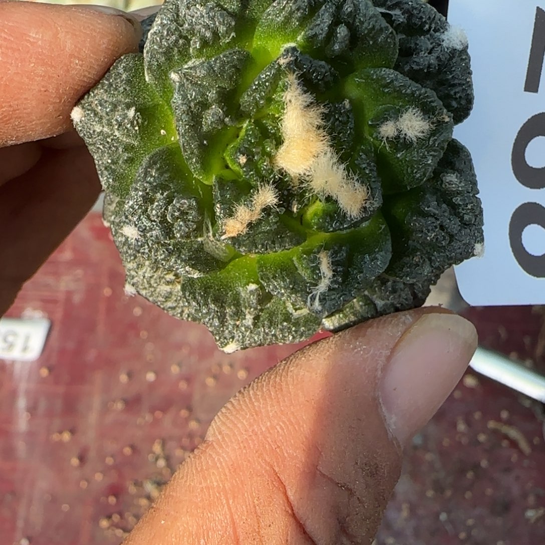 无花朵落地辛顿牡丹无根268
