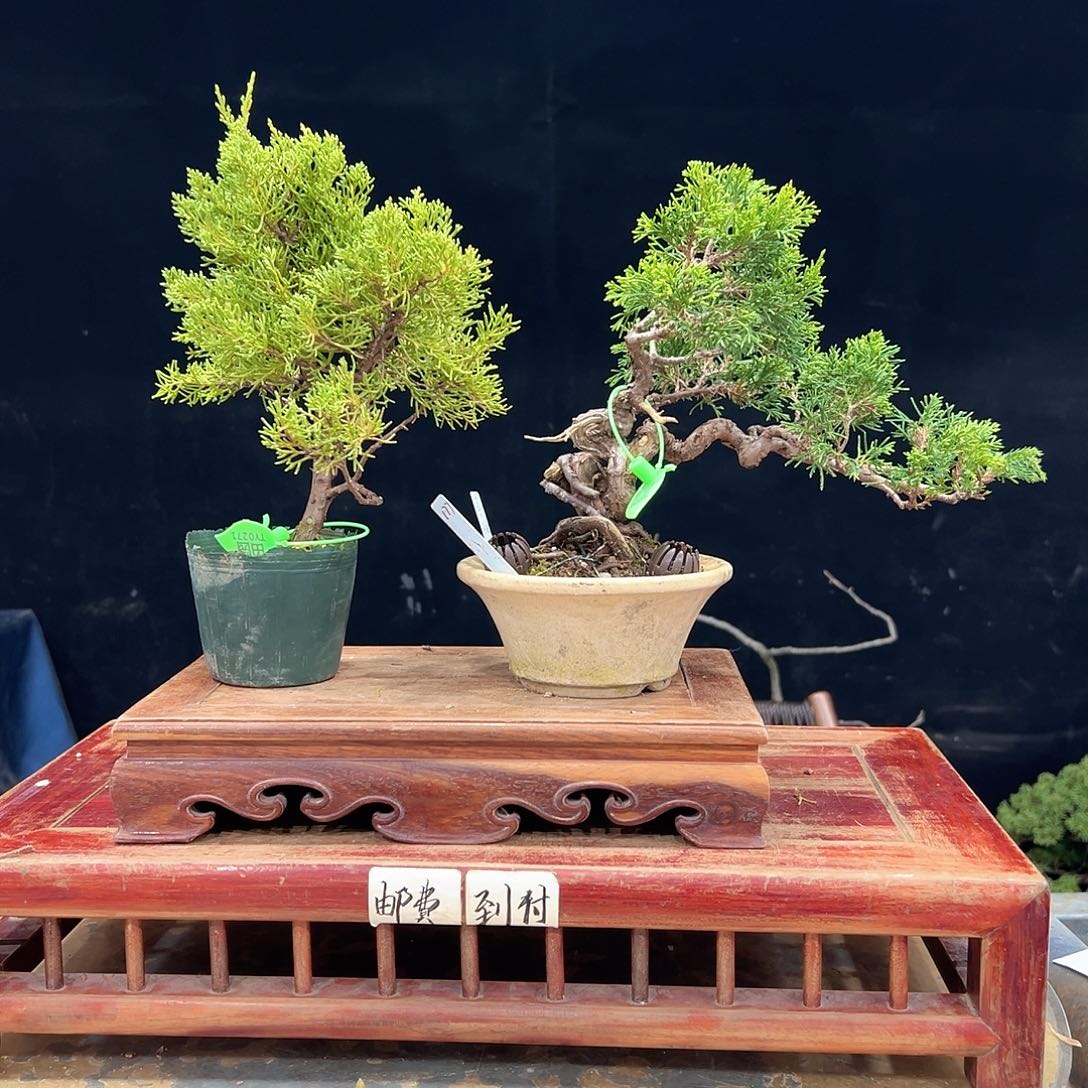 喜***神无花朵两颗系鱼川