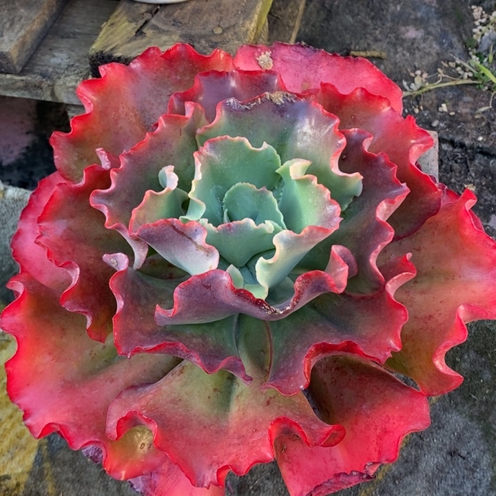 红鹤包菜大单头叶展25加