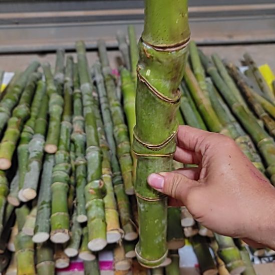 天***哥三三四四是是是是是