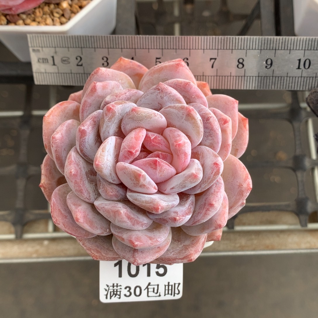 1015星影橙单头冠服