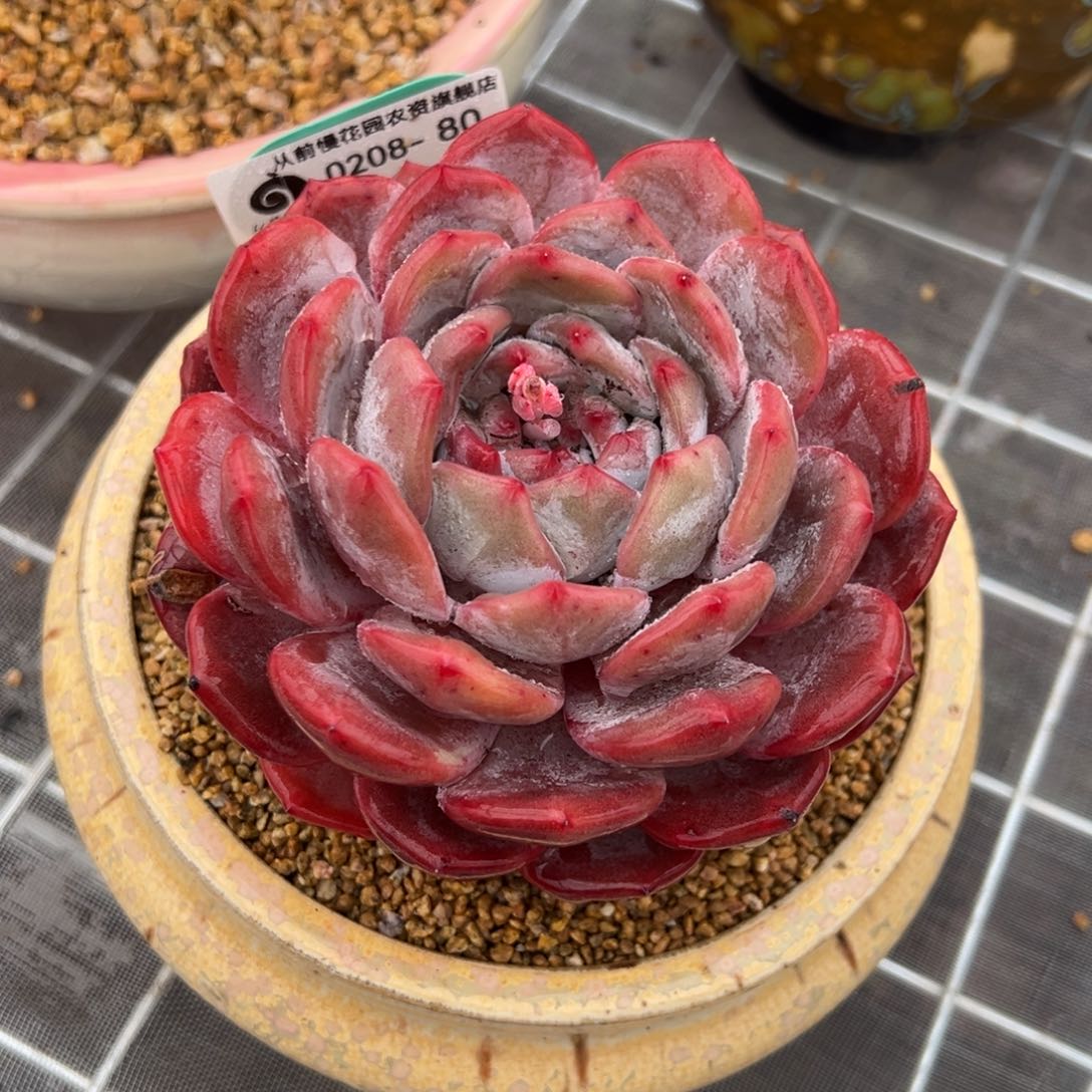 从前慢多肉精选编号0208.80