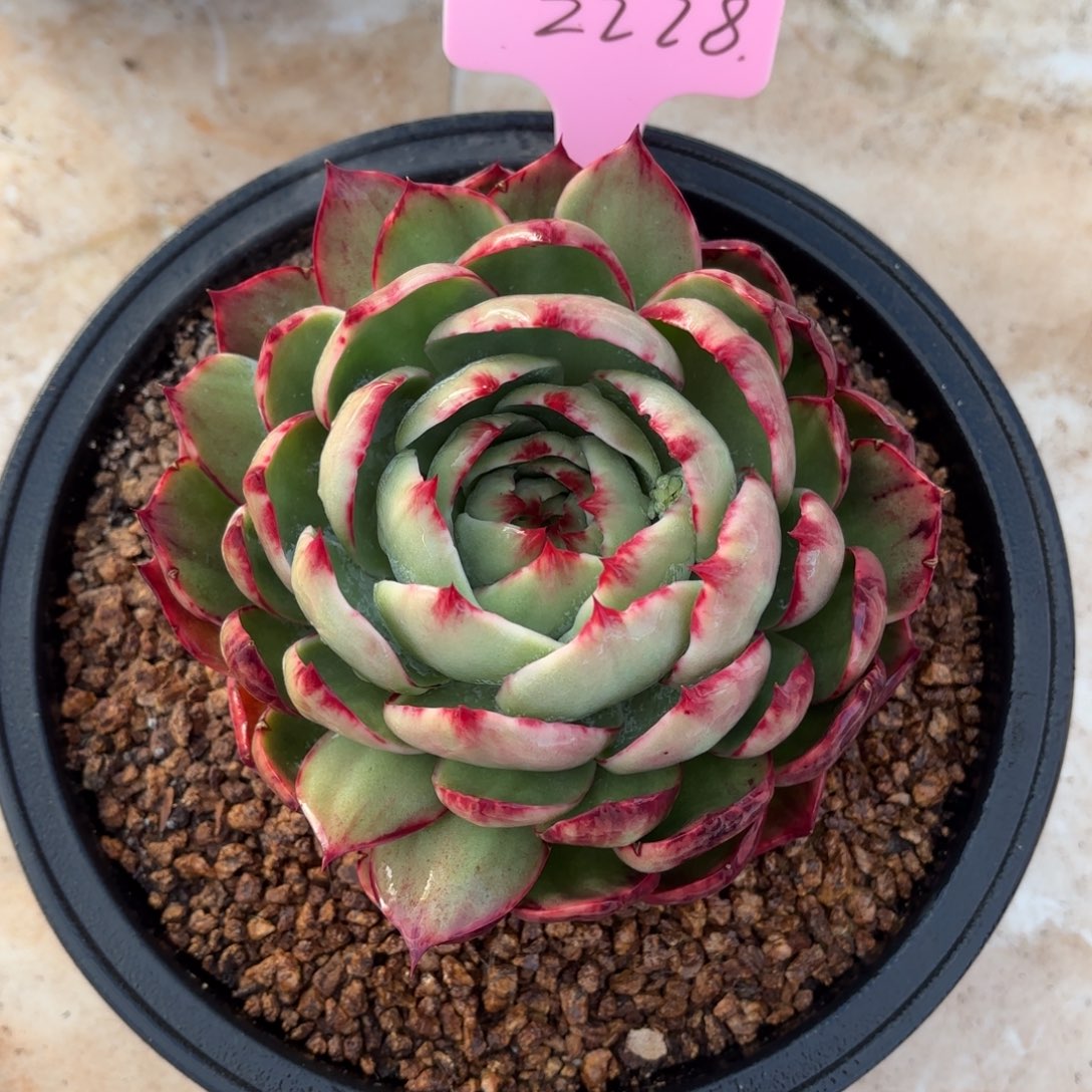 多肉惊鸿仙子2228