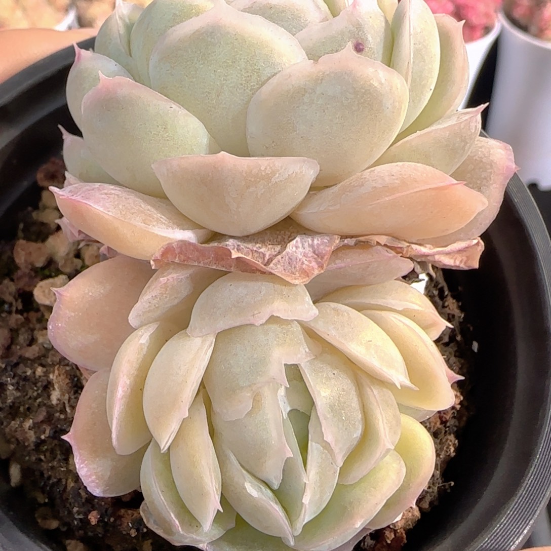 桃***夭多肉1226-214贝壳