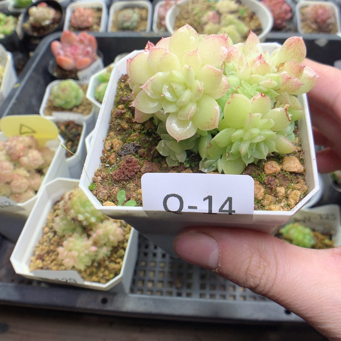 Q14y y y y y y y y y y y