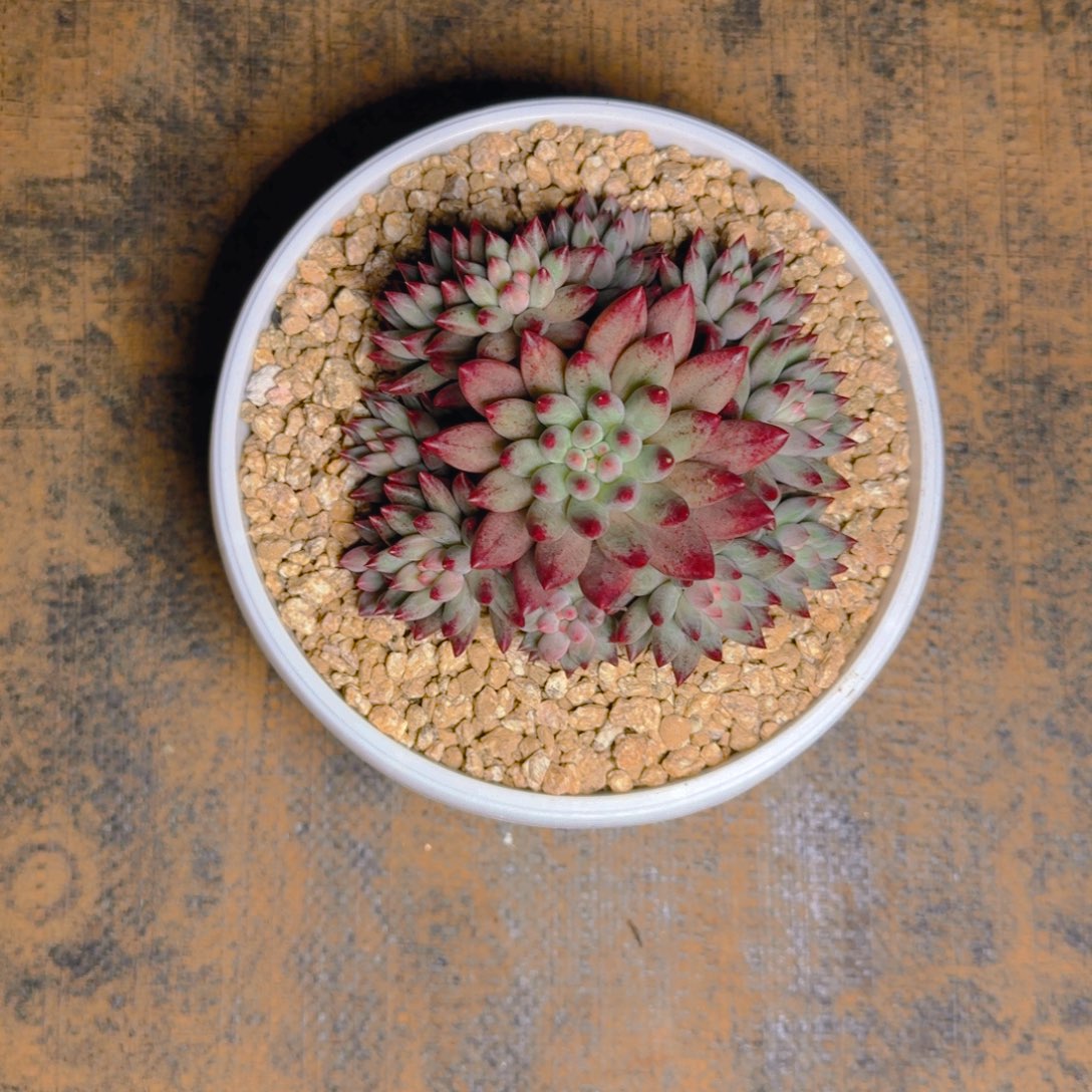 车厘子福利手捧 多肉111111