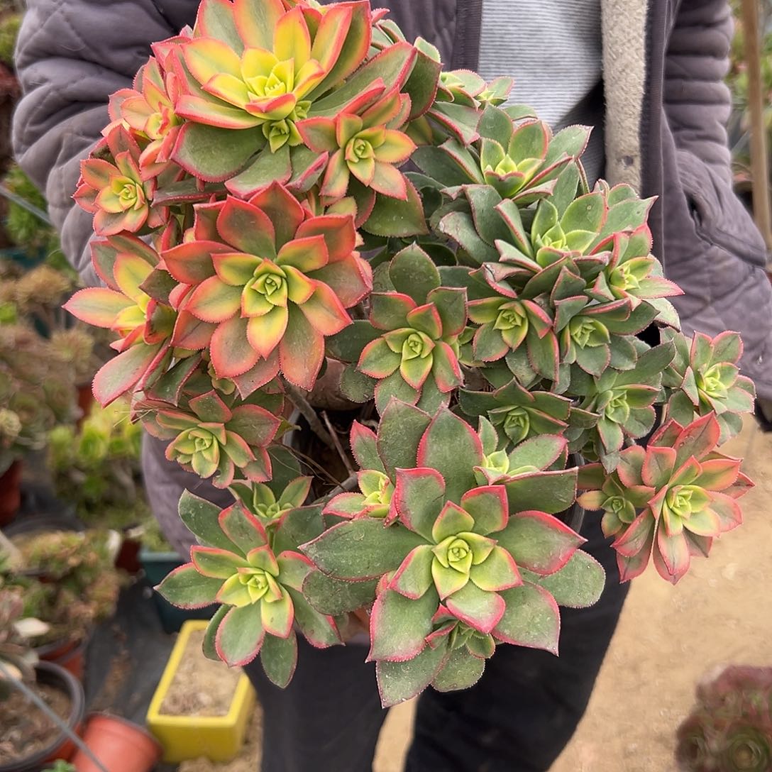 多肉植物艳日灰老庄