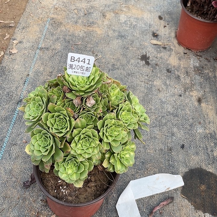 441翡翠琉璃多肉法师