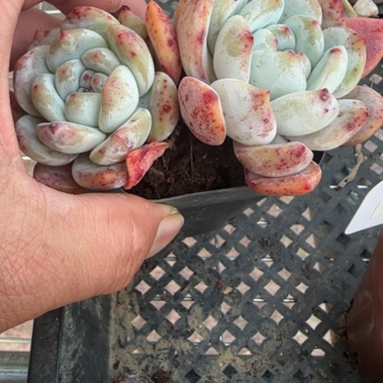 227橙子一物一拍多肉