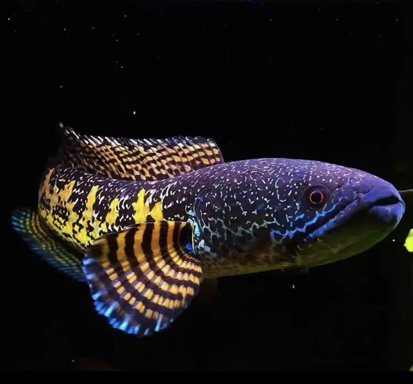 精品眼镜蛇雷龙鱼状态好 中大型食肉鱼