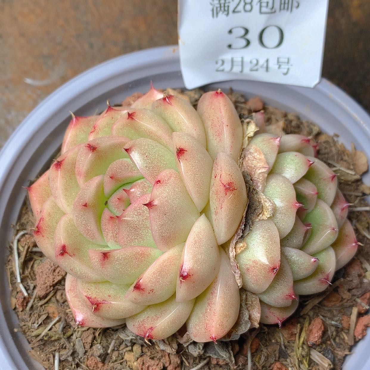 【闪购商品】云30号